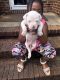 American Bulldog Puppies for sale in Raleigh, NC, USA. price: NA