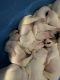American Bulldog Puppies for sale in Fayetteville, NC, USA. price: NA