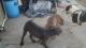American Bulldog Puppies for sale in Aguanga, CA 92536, USA. price: NA