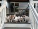 American Bulldog Puppies for sale in Burlington, NJ 08016, USA. price: NA
