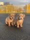 American Bulldog Puppies for sale in Cornelia St, New York, NY 10014, USA. price: NA