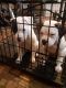 American Bulldog Puppies for sale in 10512 E 60th Terrace, Raytown, MO 64133, USA. price: $500