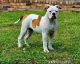 American Bulldog Puppies for sale in Tulsa, OK, USA. price: $200,000