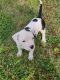 American Bulldog Puppies for sale in Murfreesboro, TN, USA. price: NA