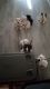 American Bulldog Puppies for sale in Jackson, MI, USA. price: NA