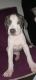 American Bulldog Puppies for sale in Highland Park, CA 90042, USA. price: $300,200