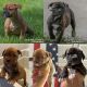 American Bulldog Puppies for sale in Monroe, MI, USA. price: $1,500