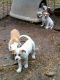 American Bulldog Puppies for sale in Kansas City, MO, USA. price: NA