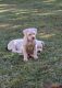 American Bulldog Puppies for sale in TN-30, Decatur, TN, USA. price: $500