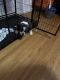 American Bulldog Puppies for sale in Chicago, IL, USA. price: $4,500