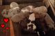 American Bulldog Puppies for sale in Temple, TX, USA. price: $250