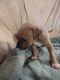 American Bulldog Puppies for sale in Granbury, Texas. price: $150