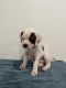 American Bulldog Puppies for sale in Moreno Valley, CA 92557, USA. price: $600