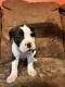 American Bulldog Puppies for sale in Xenia, Ohio. price: $500