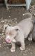 American Bulldog Puppies for sale in Memphis, Tennessee. price: $600