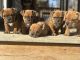 American Bulldog Puppies for sale in St. Joseph, Missouri. price: $1,900