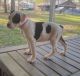 American Bulldog Puppies for sale in Albany, GA, USA. price: $450