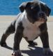 American Bulldog Puppies for sale in Jersey City, NJ, USA. price: NA
