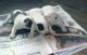 American Bulldog Puppies for sale in Detroit, MI, USA. price: NA