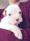 American Bulldog Puppies for sale in Uniontown, PA 15401, USA. price: NA