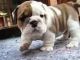 American Bulldog Puppies for sale in Brownsville, TX, USA. price: NA