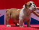American Bulldog Puppies for sale in Alamosa, CO 81101, USA. price: $300