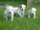 American Bulldog Puppies for sale in Anchorage, AK, USA. price: NA