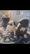 American Bulldog Puppies for sale in Norman, OK, USA. price: NA