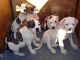 American Bulldog Puppies for sale in Honolulu, HI, USA. price: NA