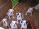 American Bulldog Puppies for sale in Honolulu, HI, USA. price: $300