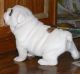 American Bulldog Puppies for sale in Adak, AK, USA. price: NA