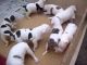 American Bulldog Puppies for sale in Springfield, IL, USA. price: NA