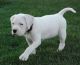 American Bulldog Puppies for sale in Columbus, MT 59019, USA. price: NA