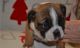 American Bulldog Puppies for sale in Buffalo, NY, USA. price: NA