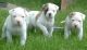 American Bulldog Puppies for sale in Lansing, MI, USA. price: NA