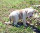 American Bulldog Puppies for sale in Eugene, OR, USA. price: $500