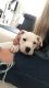 American Bulldog Puppies for sale in Austin, TX, USA. price: NA