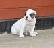 American Bulldog Puppies for sale in Phoenix, AZ, USA. price: NA