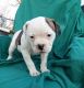 American Bulldog Puppies for sale in Independence, MO, USA. price: $1,200