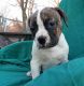 American Bulldog Puppies for sale in Independence, MO, USA. price: $1,200