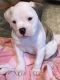 American Bulldog Puppies for sale in Iowa Falls, IA 50126, USA. price: $1,000