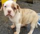 American Bulldog Puppies for sale in Memphis, TN, USA. price: NA
