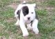 American Bulldog Puppies for sale in Oklahoma City, OK, USA. price: $400