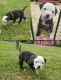 American Bulldog Puppies for sale in Fruitvale, TX, USA. price: NA