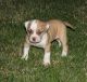 American Bulldog Puppies for sale in Louisville, KY, USA. price: NA