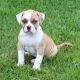 American Bulldog Puppies for sale in Louisville, KY, USA. price: NA
