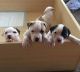 American Bulldog Puppies for sale in Albany St, Huntington Park, CA 90255, USA. price: NA