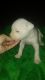 American Bulldog Puppies for sale in Jerseyville, IL 62052, USA. price: NA
