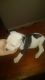 American Bulldog Puppies for sale in Jerseyville, IL 62052, USA. price: NA