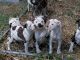 American Bulldog Puppies for sale in Des Moines, IA, USA. price: $500